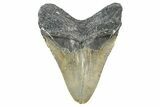 Serrated, Juvenile Megalodon Tooth - North Carolina #346345-1